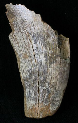 Partial Tyrannosaur Tooth - Montana #21394